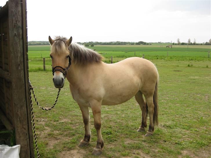 Fjordhest Nørgårdens Athene - Man bliver lidt tyk af alt det græs!:) billede 19
