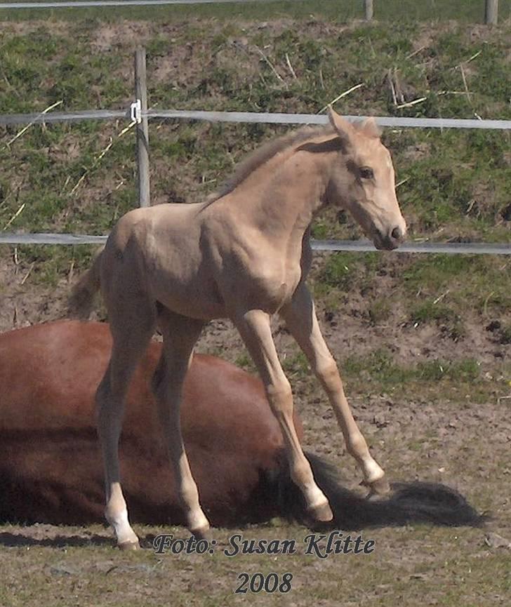 Palomino Søvangs Marquis *solgt* billede 14