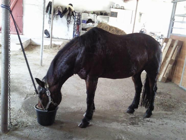 Anden særlig race Darup's Denver *himmelpony* <3 - " Hva´ Så ? ;) " billede 1