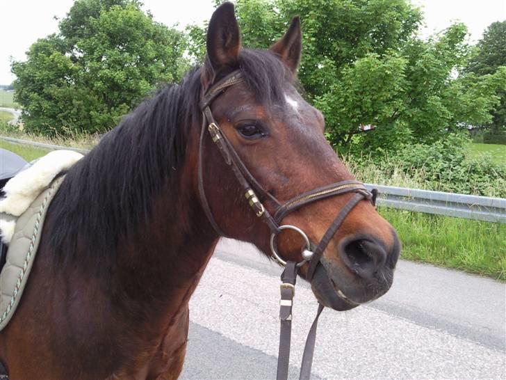 Anden særlig race Darup's Denver *himmelpony* <3 - Haha.. Det er bare Sååå Sjovt.. billede 2