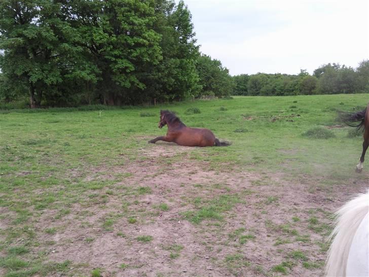 Anden særlig race Darup's Denver *himmelpony* <3 - Årrrh det er dejligt. billede 3