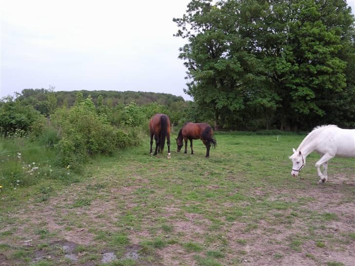 Anden særlig race Darup's Denver *himmelpony* <3 - Græsse Græsse billede 4