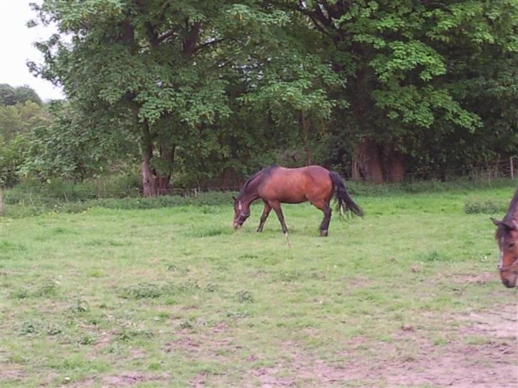 Anden særlig race Darup's Denver *himmelpony* <3 - smaske smaske billede 5