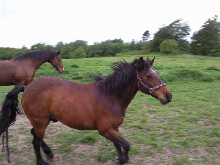 Anden særlig race Darup's Denver *himmelpony* <3 - Årrh Fuck.. Rumhestene kooooommer.. Løøøøb  billede 6