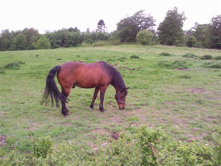 Anden særlig race Darup's Denver *himmelpony* <3 - Mmmh. Lææækkert græs.. billede 7