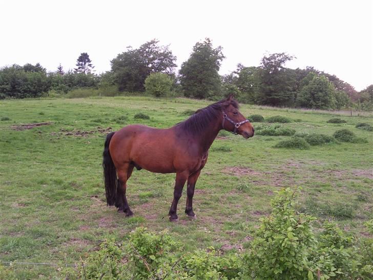 Anden særlig race Darup's Denver *himmelpony* <3 - Denver tænker " hm. Hvorfor råber hende kosten på den anden side ?? " billede 8