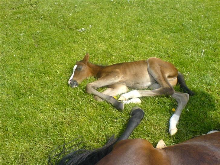 New Forest Sjølunds Tornado Solgt - Zzzz billede 5