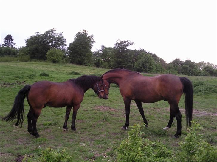Anden særlig race Darup's Denver *himmelpony* <3 - Snuse snuse.. Den nye bedste buddy billede 9