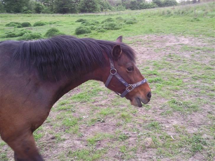 Anden særlig race Darup's Denver *himmelpony* <3 - Jeg løøøøøøber min vej.. billede 10