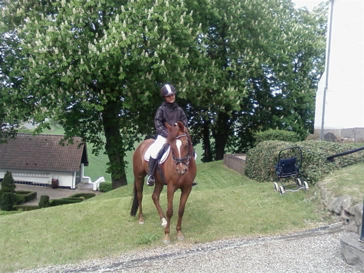 New Forest Nielands Mariebelle - her er vi til konfirmation billede 14