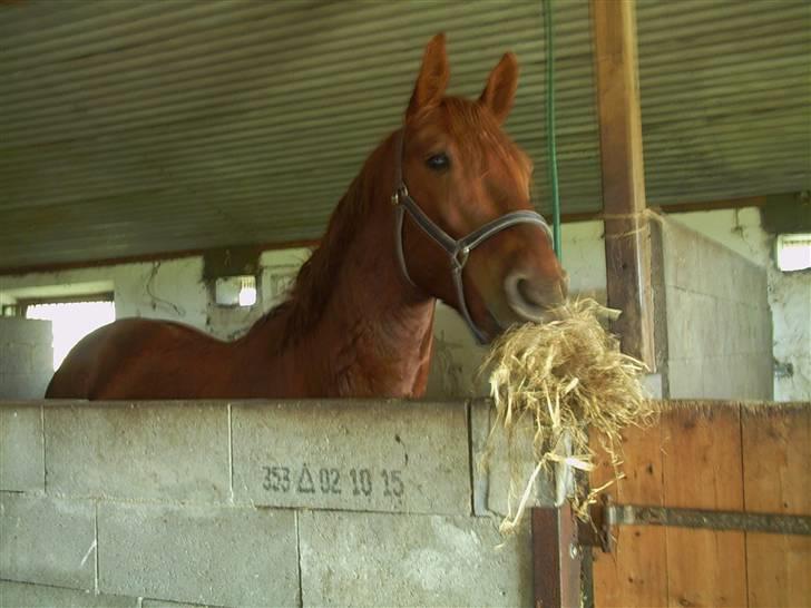 Anden særlig race Hudini! - Min tossede hest :b billede 1