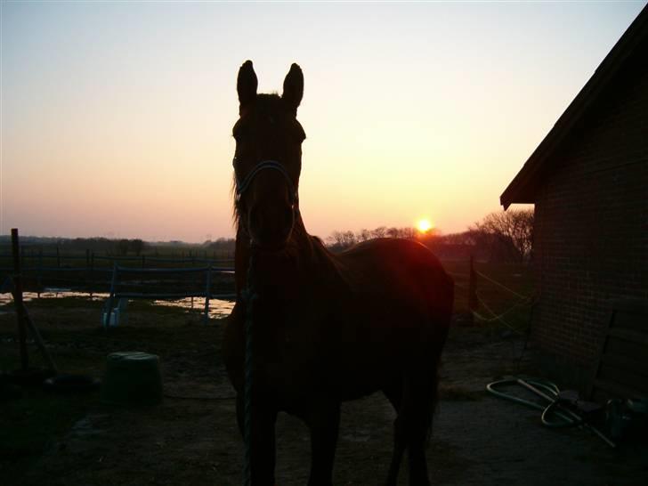 Anden særlig race Hudini! - Den dag jeg troede jeg skulle midste ham :´( billede 2