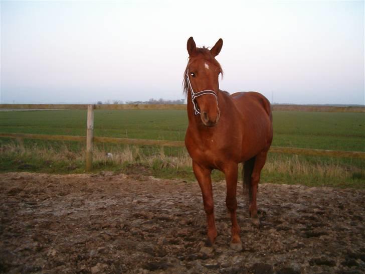 Anden særlig race Hudini! - Også den dag jeg troede jeg skulle midste ham :´( billede 3