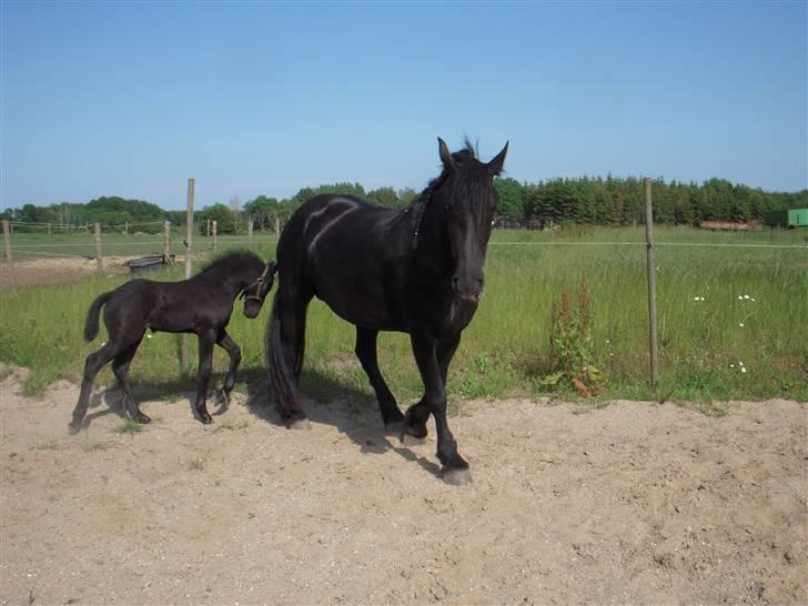 Frieser Lady - 12) Lady med sit første føl, Mulle <3 billede 12