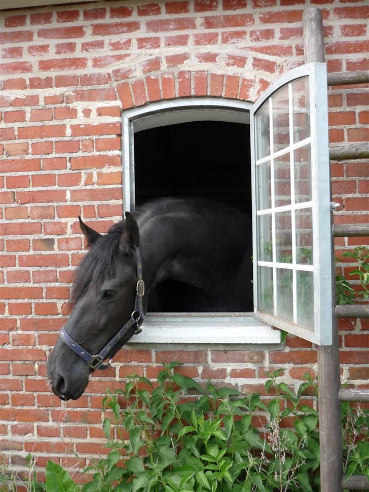 Frieser Lady - 15) ELSKER det billede!  billede 15
