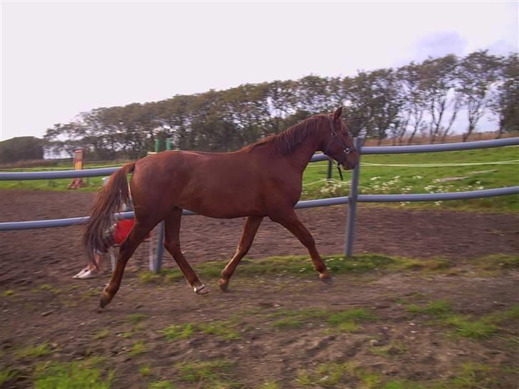 Anden særlig race Hudini! - en dag hvor jeg bare fik ham til og løbe lidt rundt :)<3 billede 7