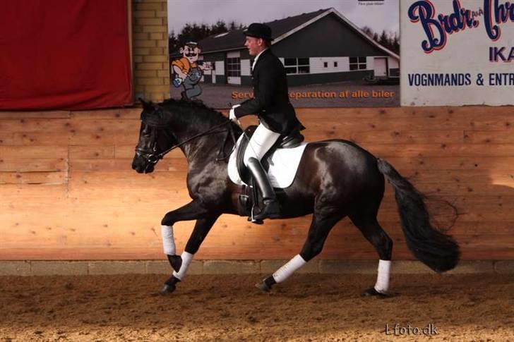 New Forest Sjølunds Tornado Solgt - Tornados far Mastermind rider opvisning til hingstekåring i Ikast billede 11
