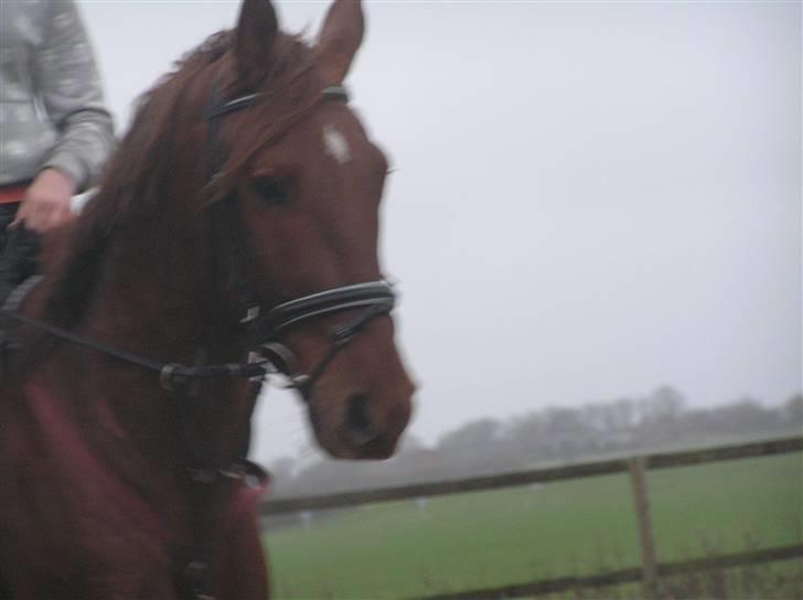 Anden særlig race Hudini! - mere regn :b billede 9