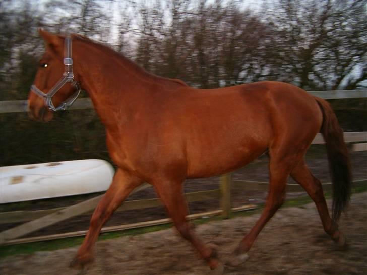 Anden særlig race Hudini! - min dejlige hest <3 billede 10