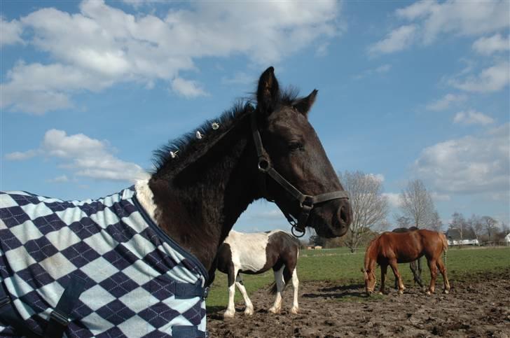 Barockpinto Hjorthekærs prins valiant billede 19