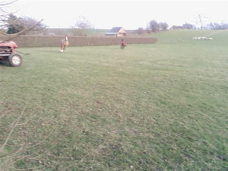 Anden særlig race bertram xD billede 6