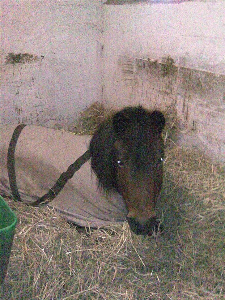 Anden særlig race bertram xD billede 8