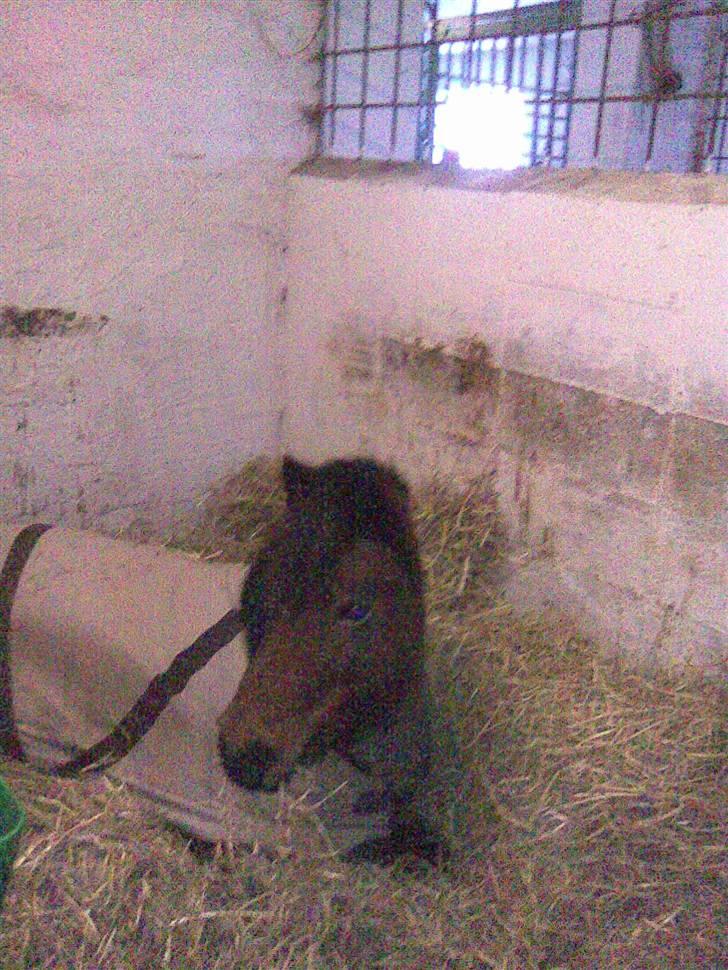 Anden særlig race bertram xD billede 9