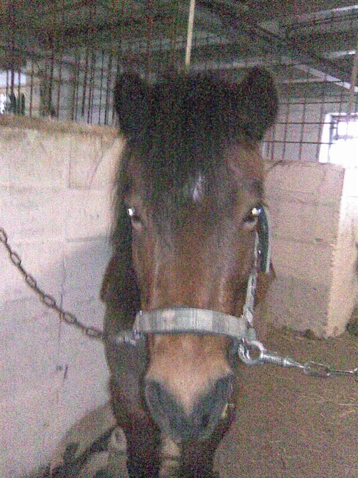 Anden særlig race bertram xD billede 10