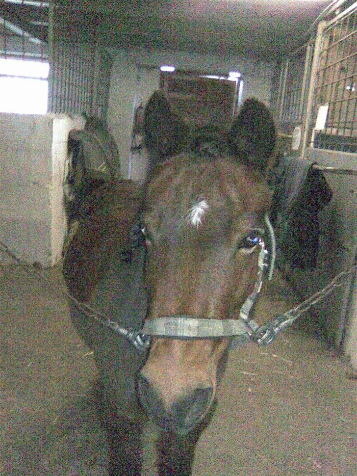 Anden særlig race bertram xD billede 11