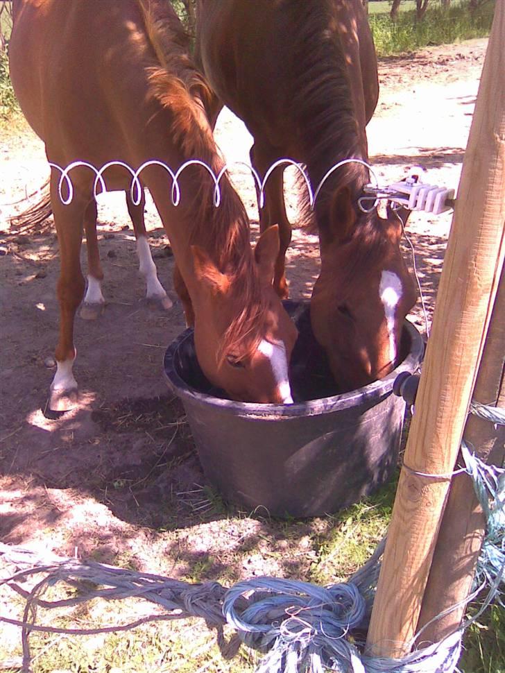 New Forest Nielands Mariebelle - åhhh hvor er det dejligt at dele vandspand billede 16