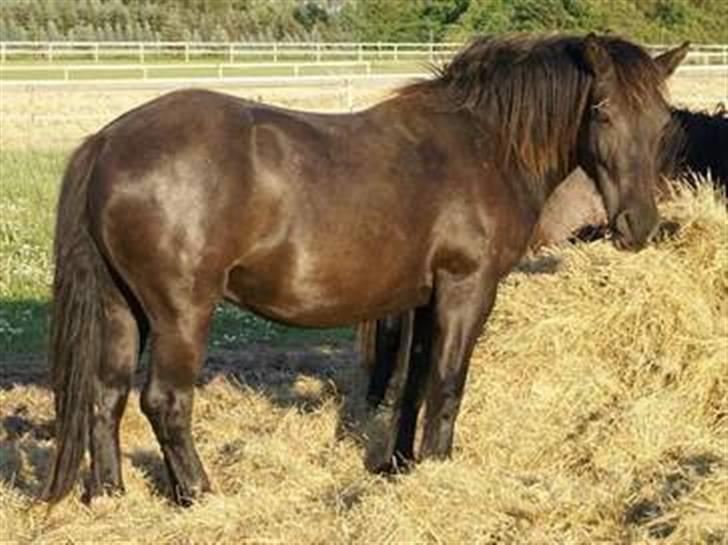 Anden særlig race Damgaards Sir James. +død+ :'( - fra tidligere ejer billede 4