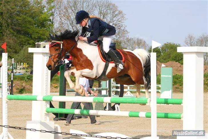 Hollandsk Sportspony Elmelunds Dalton - første stævne på ham, 3. gang jeg sad på ham. LB= 1.plads. <3 billede 1
