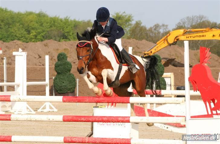 Hollandsk Sportspony Elmelunds Dalton - første stævne på ham, 3. gang jeg sad på ham. LA= 1 bom i omhop <3 billede 2