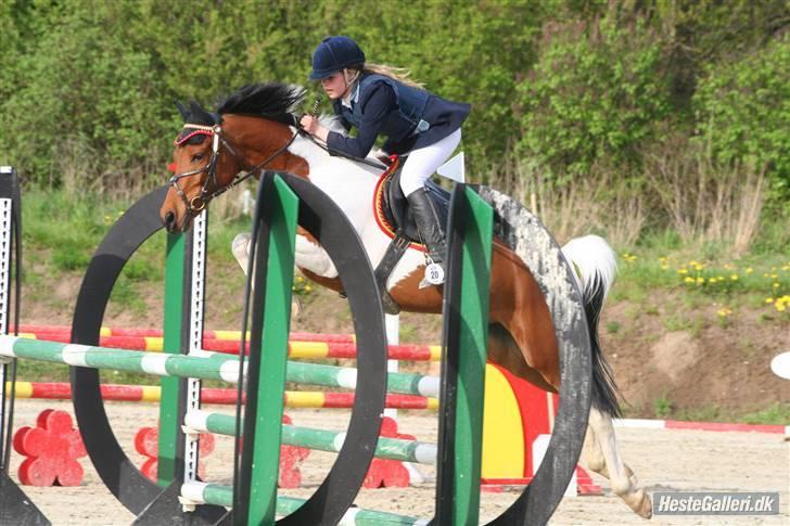 Hollandsk Sportspony Elmelunds Dalton - første stævne på ham, 3. gang jeg sad på ham. LB= 1.plads. <3 billede 3