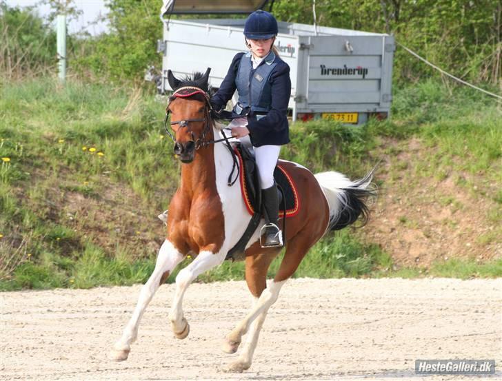 Hollandsk Sportspony Elmelunds Dalton - <33 billede 4