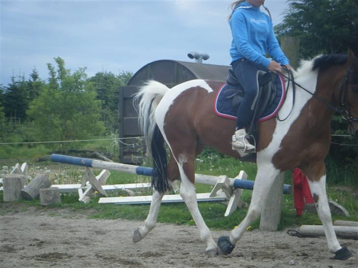 Hollandsk Sportspony Elmelunds Dalton billede 5