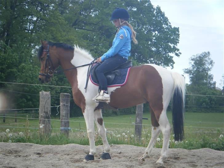 Hollandsk Sportspony Elmelunds Dalton billede 6