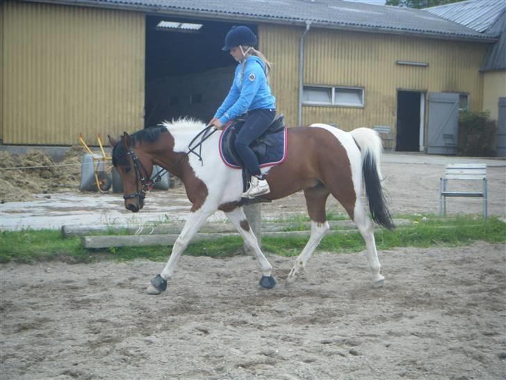 Hollandsk Sportspony Elmelunds Dalton billede 7