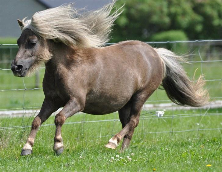 Shetlænder Zilver Sun v.d. Nijkamphoeve billede 4