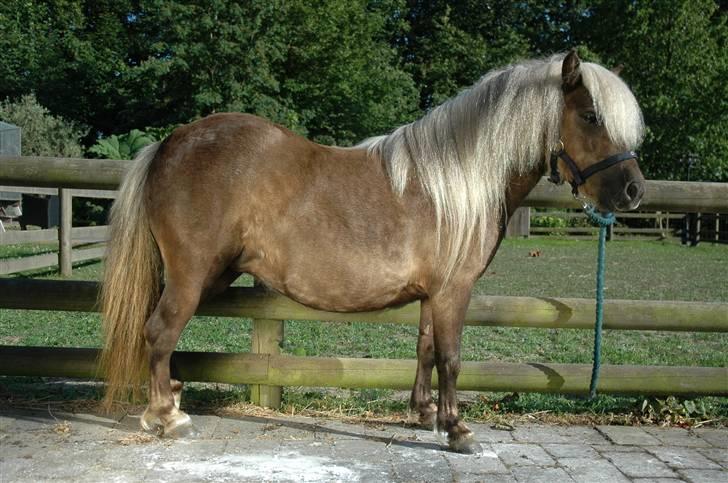 Shetlænder Zilver Sun v.d. Nijkamphoeve - Nyvasket og klar til Gørlev Hesteskue billede 6