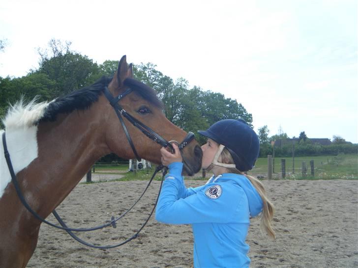 Hollandsk Sportspony Elmelunds Dalton - elsker dig så højt ! billede 8