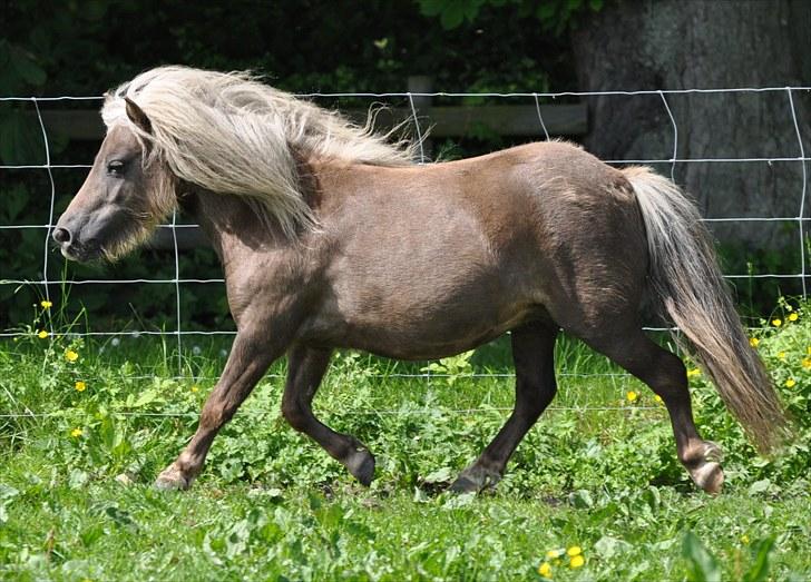 Shetlænder Zilver Sun v.d. Nijkamphoeve billede 8