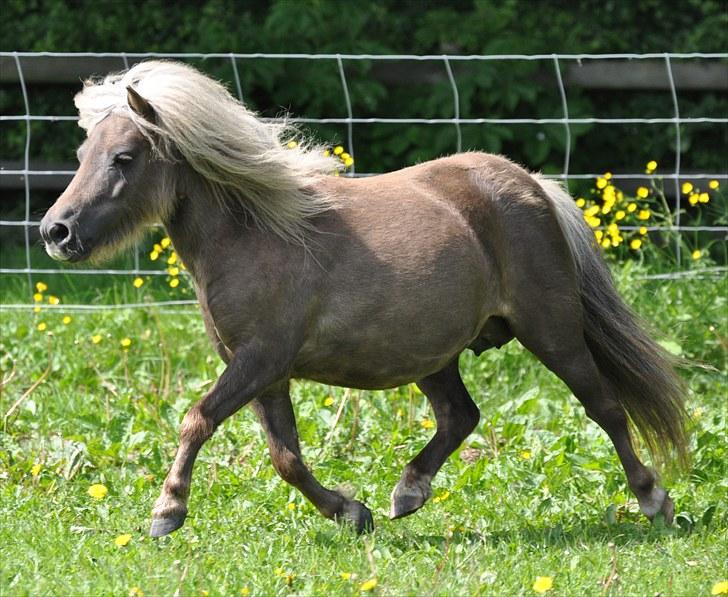 Shetlænder Zilver Sun v.d. Nijkamphoeve billede 1