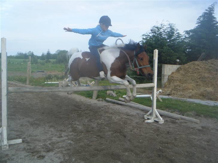 Hollandsk Sportspony Elmelunds Dalton billede 9