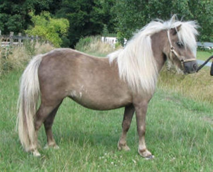 Shetlænder Zilver Sun v.d. Nijkamphoeve - Zilver som 2 års billede 10