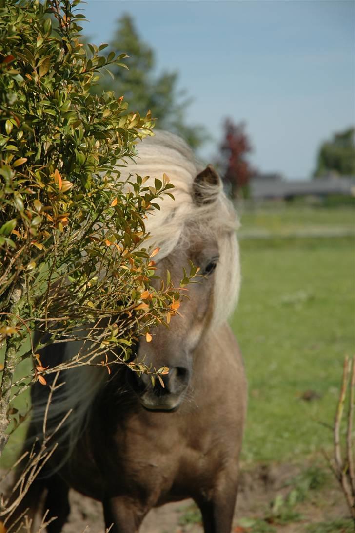 Shetlænder Zilver Sun v.d. Nijkamphoeve - Vi leger gemmeleg på folden. billede 13