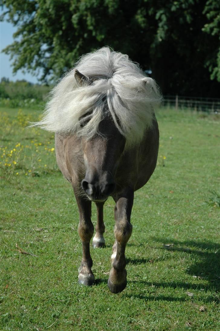 Shetlænder Zilver Sun v.d. Nijkamphoeve - Vi leger tag fat på folden billede 15