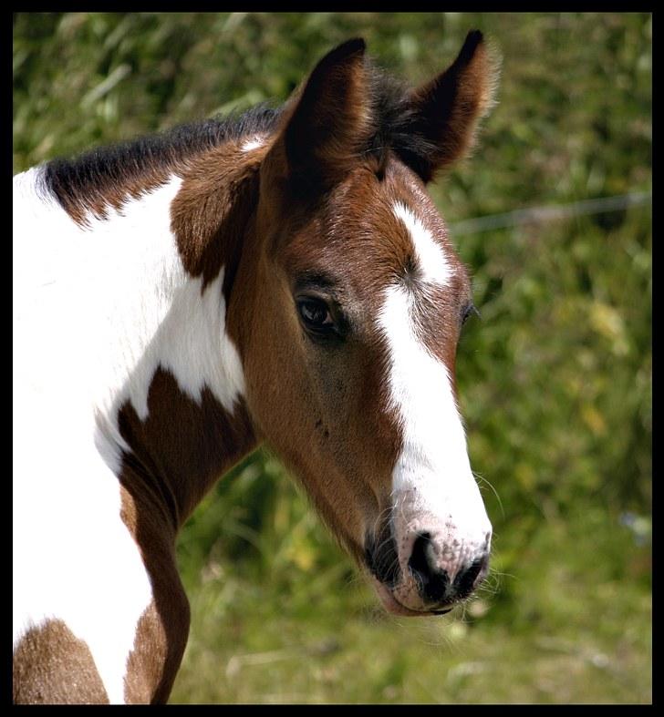 Irish Cob Crossbreed Willson Mc Caffee - 6 uger. billede 19