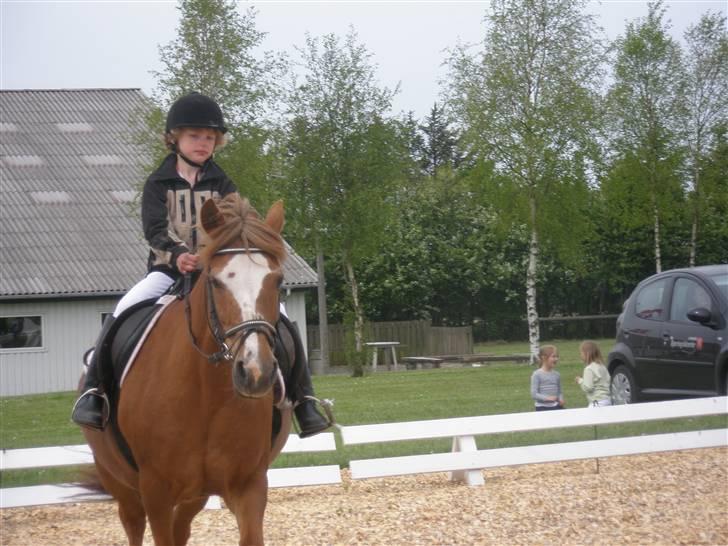 Anden særlig race  Sus R.I.P billede 5