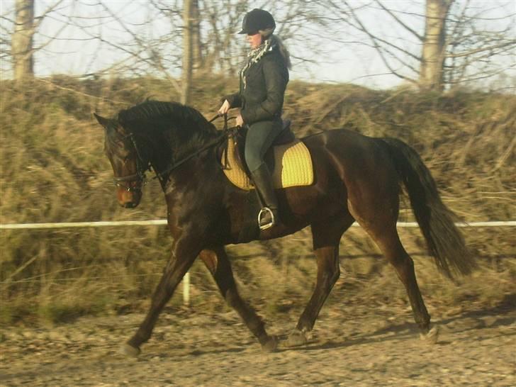 Anden særlig race Sprutnik billede 10